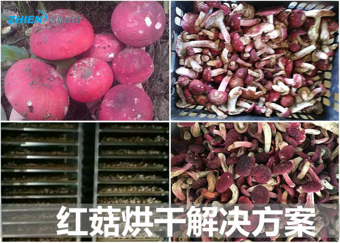 红菇烘干