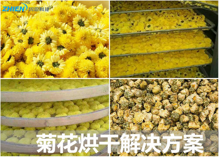 菊花烘干机 菊花烘干房 菊花烘干工艺及解决方案-亿万28厂家